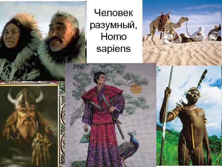 Человек разумный, Homo sapiens 
