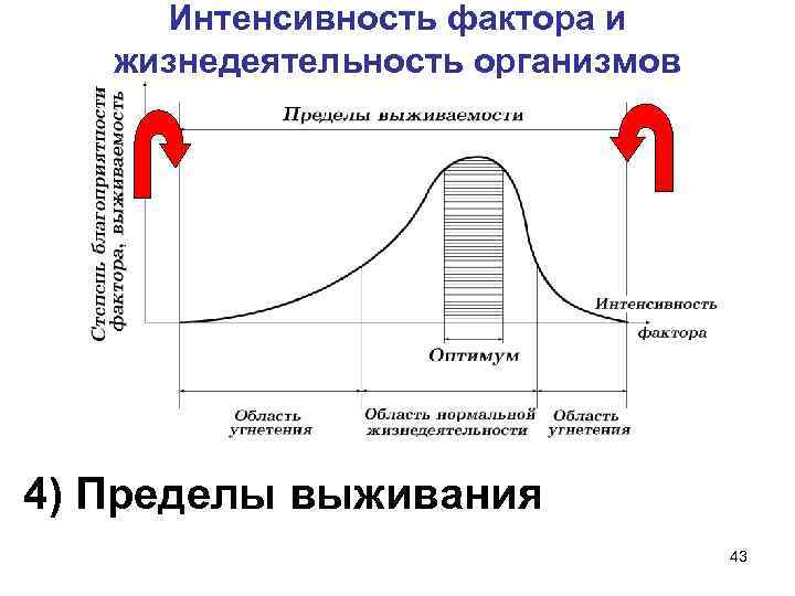 Интенсивность фактора и жизнедеятельность организмов 4) Пределы выживания 43 