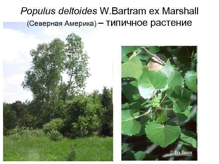 Populus deltoides W. Bartram ex Marshall (Северная Америка) типичное растение 