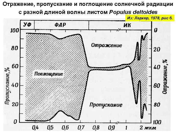 Отражение, пропускание и поглощение солнечной радиации с разной длиной волны листом Populus deltoides Из: