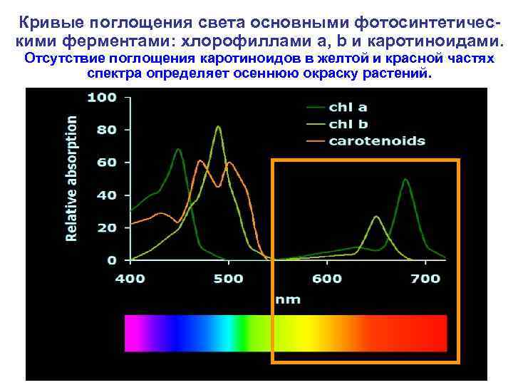Кривые поглощения света основными фотосинтетическими ферментами: хлорофиллами a, b и каротиноидами. Отсутствие поглощения каротиноидов