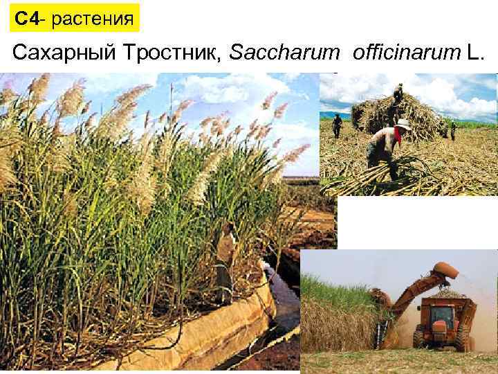 С 4 - растения Сахарный Тростник, Saccharum officinarum L. 