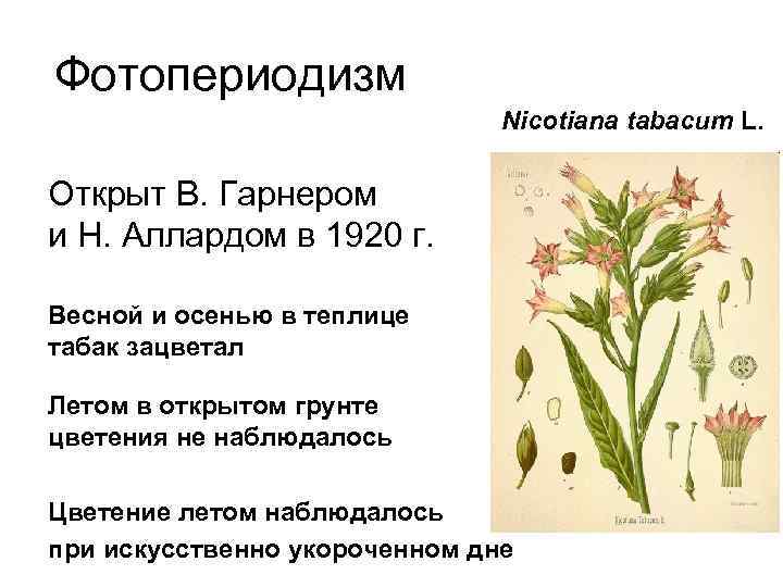 Фотопериодизм Nicotiana tabacum L. Открыт В. Гарнером и Н. Аллардом в 1920 г. Весной