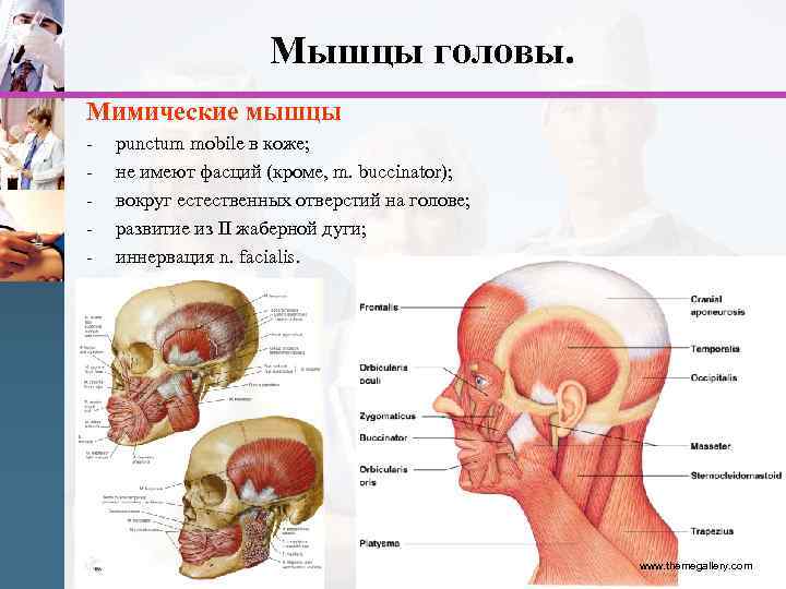 Мышцы головы. Мимические мышцы - punctum mobile в коже; не имеют фасций (кроме, m.