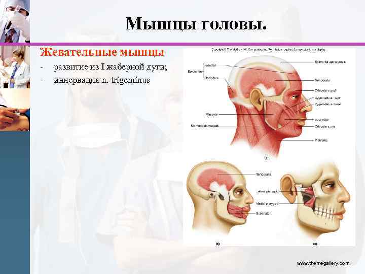 Мышцы головы. Жевательные мышцы - развитие из I жаберной дуги; иннервация n. trigeminus www.