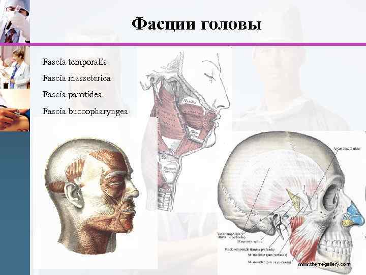 Фасции головы Fascia temporalis Fascia masseterica Fascia parotidea Fascia buccopharyngea www. themegallery. com 