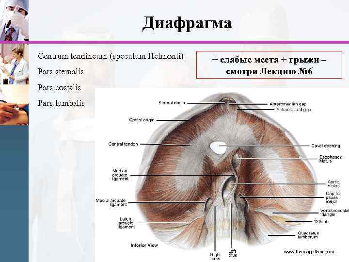 Диафрагма Centrum tendineum (speculum Helmonti) Pars sternalis + слабые места + грыжи – смотри