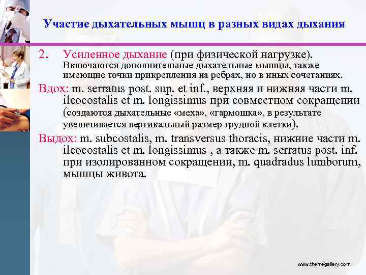 Участие дыхательных мышц в разных видах дыхания 2. Усиленное дыхание (при физической нагрузке). Включаются