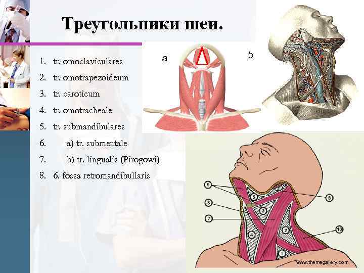 Треугольники шеи. 1. tr. omoclaviculares a b 2. tr. omotrapezoideum 3. tr. caroticum 4.