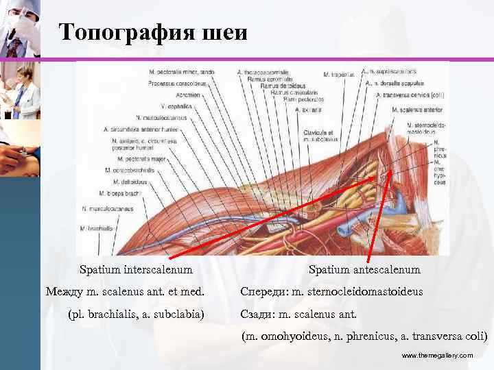 Хирургическая анатомия фасций. Spatium interscalenum. Spatium interscalenum топография. Предлестничное пространство шеи (Spatium antescalenum):. Межлестничное пространство анатомия.