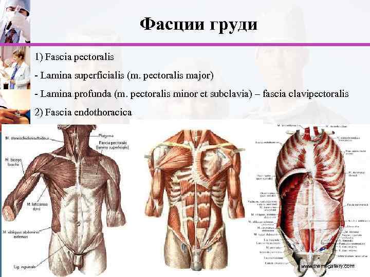 Фасции груди 1) Fascia pectoralis - Lamina superficialis (m. pectoralis major) - Lamina profunda