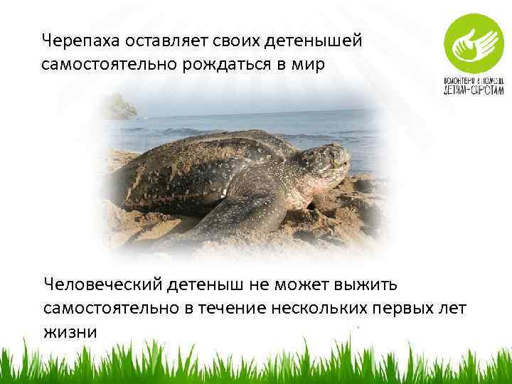 Черепаха оставляет своих детенышей самостоятельно рождаться в мир Человеческий детеныш не может выжить самостоятельно