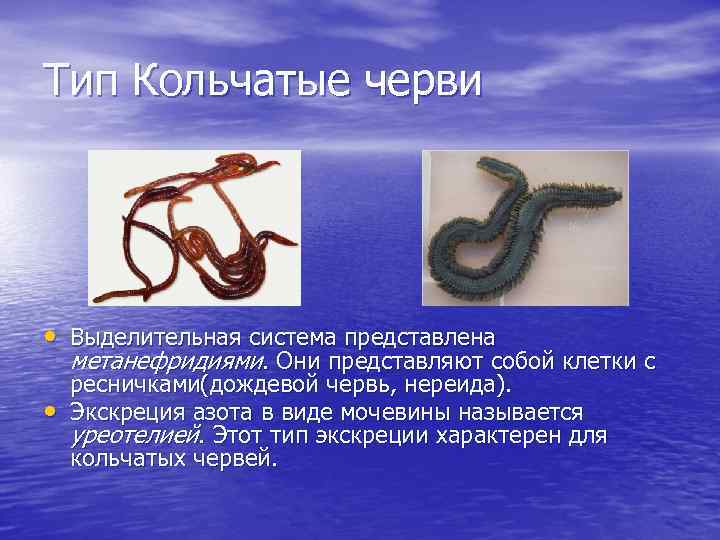 Тип Кольчатые черви • Выделительная система представлена метанефридиями. Они представляют собой клетки с •