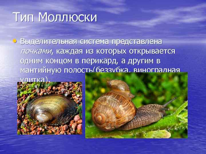 Тип Моллюски • Выделительная система представлена почками, каждая из которых открывается одним концом в