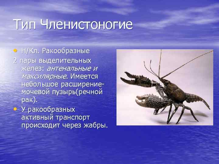 Тип Членистоногие • Н/Кл. Ракообразные 2 пары выделительных желез: антенальные и максилярные. Имеется небольшое