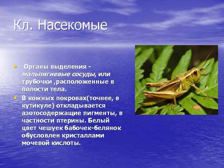 Кл. Насекомые • Органы выделения - мальпигиевые сосуды, или • трубочки , расположенные в