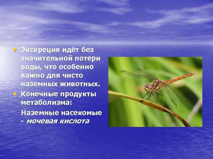  • Экскреция идёт без • значительной потери воды, что особенно важно для чисто