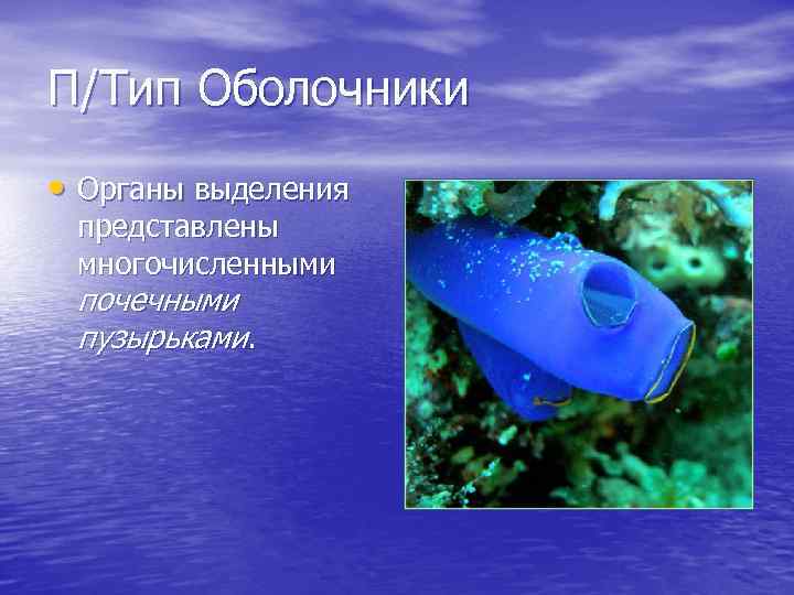 П/Тип Оболочники • Органы выделения представлены многочисленными почечными пузырьками. 