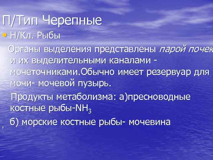 П/Тип Черепные • Н/Кл. Рыбы , Органы выделения представлены парой почек и их выделительными