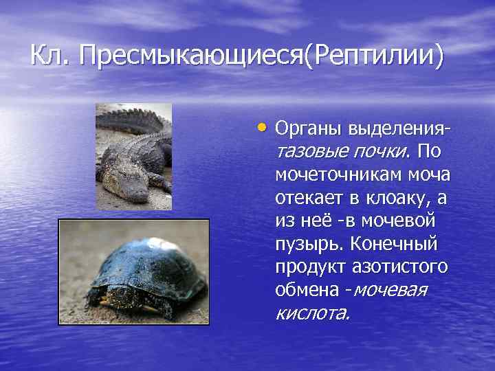 Кл. Пресмыкающиеся(Рептилии) • Органы выделениятазовые почки. По мочеточникам моча отекает в клоаку, а из