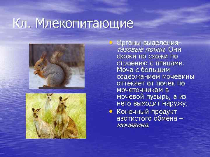 Кл. Млекопитающие • Органы выделения- тазовые почки. Они • схожи по строению с птицами.