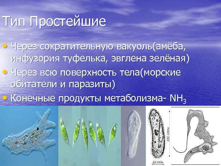 Тип Простейшие • Через сократительную вакуоль(амёба, инфузория туфелька, эвглена зелёная) • Через всю поверхность
