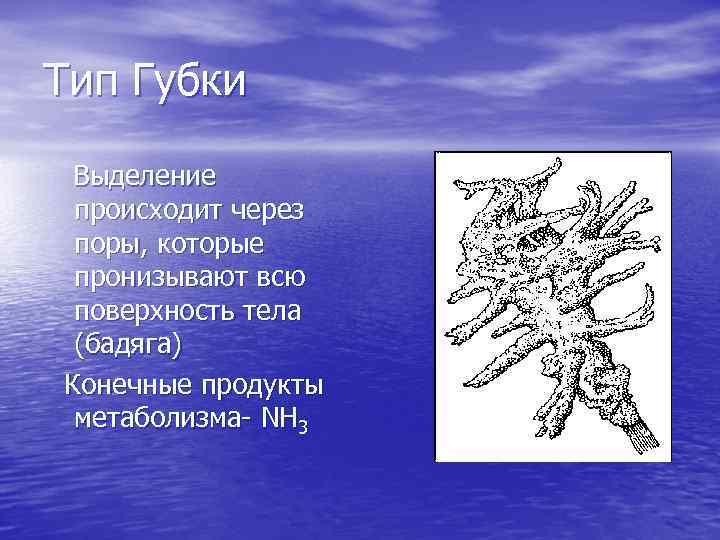 Тип Губки Выделение происходит через поры, которые пронизывают всю поверхность тела (бадяга) Конечные продукты