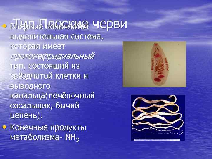 Тип Плоские • Впервые появляется черви выделительная система, которая имеет протонефридиальный • тип, состоящий