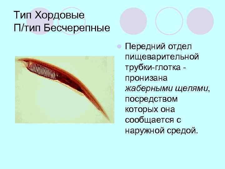 Тип Хордовые П/тип Бесчерепные l Передний отдел пищеварительной трубки-глотка пронизана жаберными щелями, посредством которых