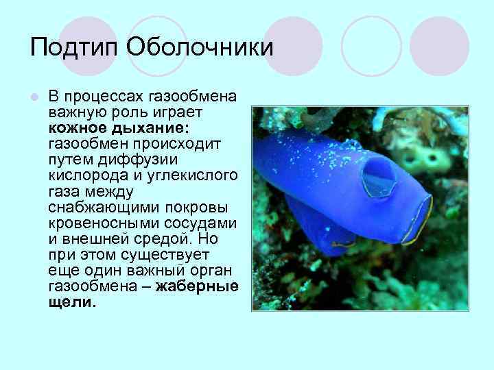Подтип Оболочники l В процессах газообмена важную роль играет кожное дыхание: газообмен происходит путем