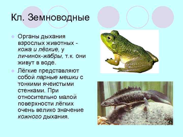 Кл. Земноводные Органы дыхания взрослых животных кожа и лёгкие, у личинок-жабры, т. к. они