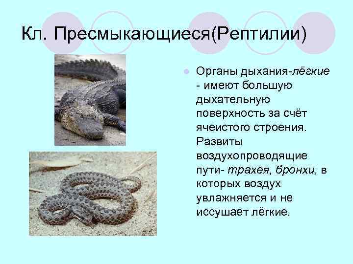 Кл. Пресмыкающиеся(Рептилии) l Органы дыхания-лёгкие - имеют большую дыхательную поверхность за счёт ячеистого строения.