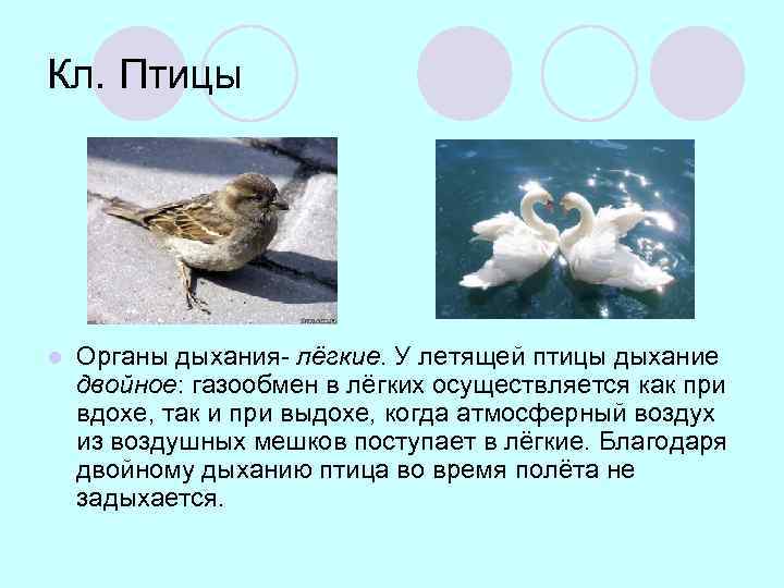 Кл. Птицы l Органы дыхания- лёгкие. У летящей птицы дыхание двойное: газообмен в лёгких