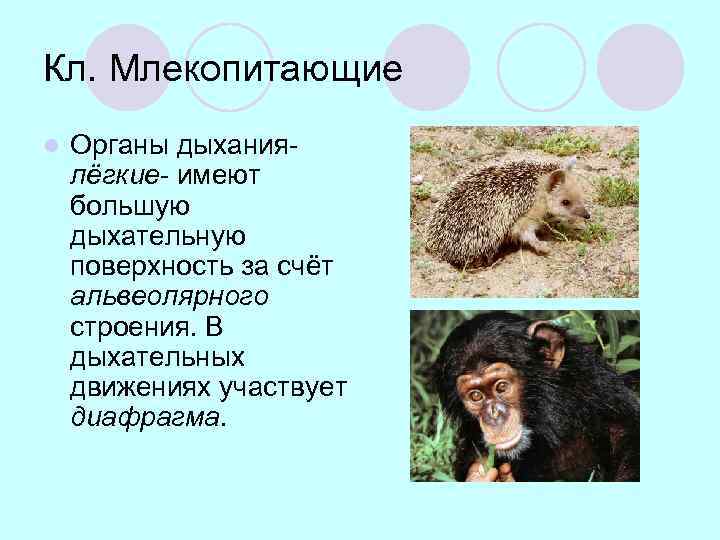 Кл. Млекопитающие l Органы дыханиялёгкие- имеют большую дыхательную поверхность за счёт альвеолярного строения. В