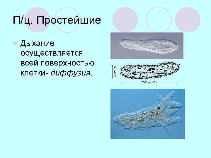 Простейшие дышат. Дыхание простейших. Дыхание простейших организмов. Органы дыхания одноклеточных. Дыхательная система простейших.