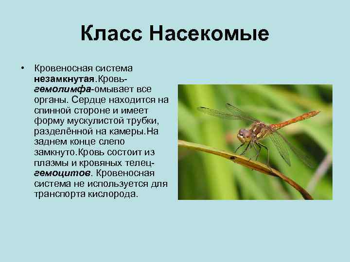 Класс Насекомые • Кровеносная система незамкнутая. Кровьгемолимфа-омывает все органы. Сердце находится на спинной стороне