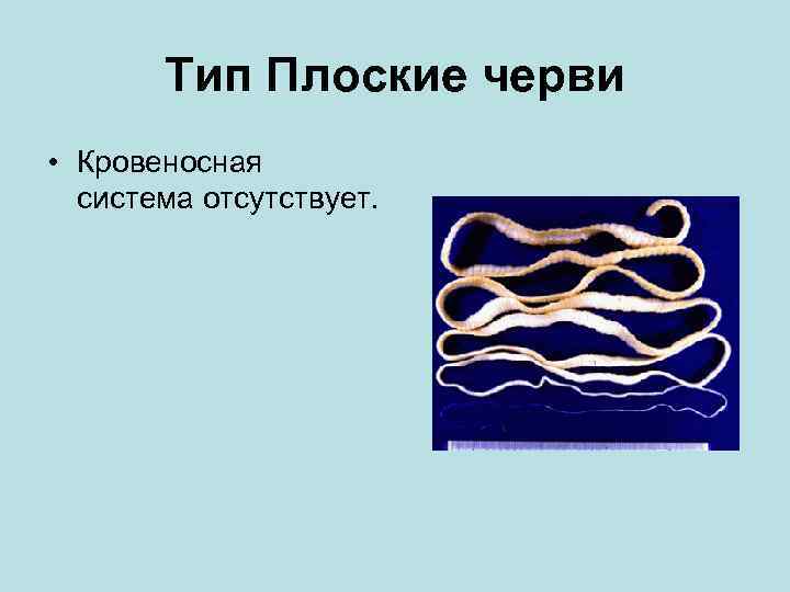 Тип Плоские черви • Кровеносная система отсутствует. 