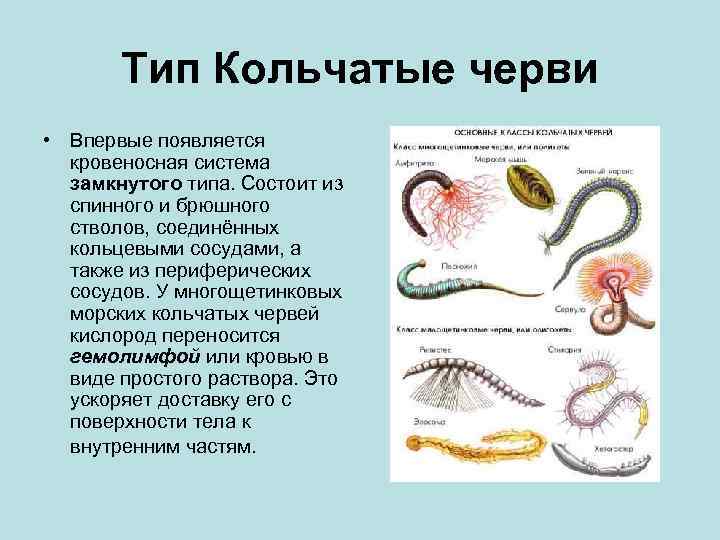 Тип Кольчатые черви • Впервые появляется кровеносная система замкнутого типа. Состоит из спинного и