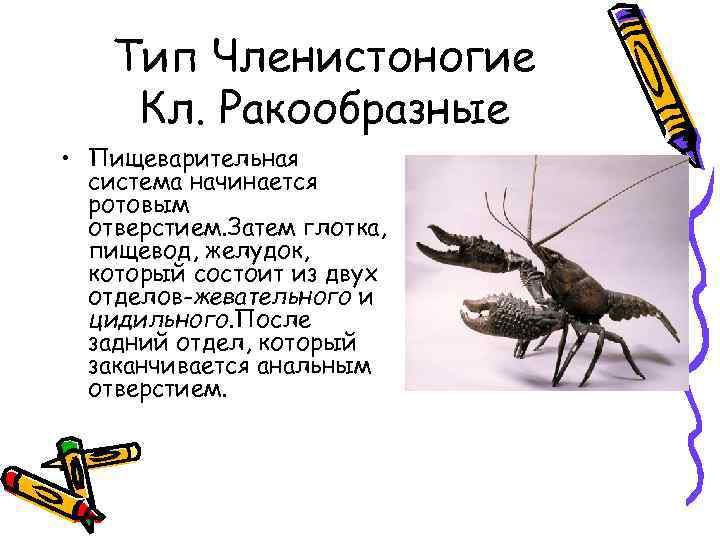 Тип Членистоногие Кл. Ракообразные • Пищеварительная система начинается ротовым отверстием. Затем глотка, пищевод, желудок,
