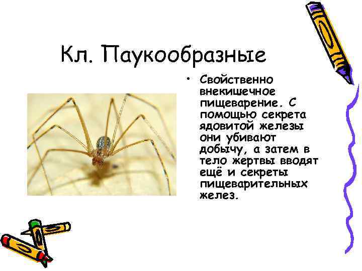 Кл. Паукообразные • Свойственно внекишечное пищеварение. С помощью секрета ядовитой железы они убивают добычу,