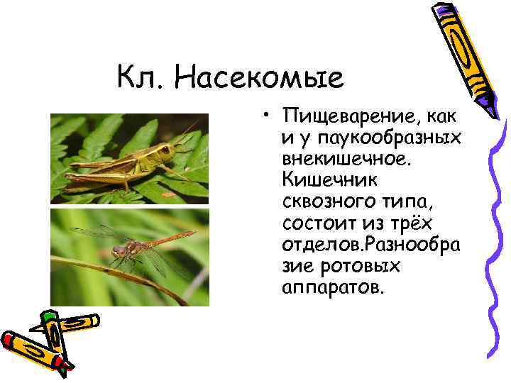 Кл. Насекомые • Пищеварение, как и у паукообразных внекишечное. Кишечник сквозного типа, состоит из