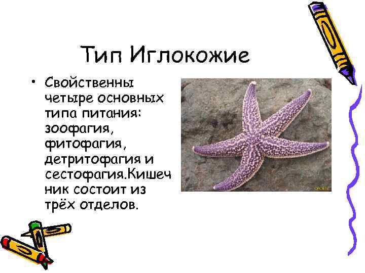 Тип Иглокожие • Свойственны четыре основных типа питания: зоофагия, фитофагия, детритофагия и сестофагия. Кишеч