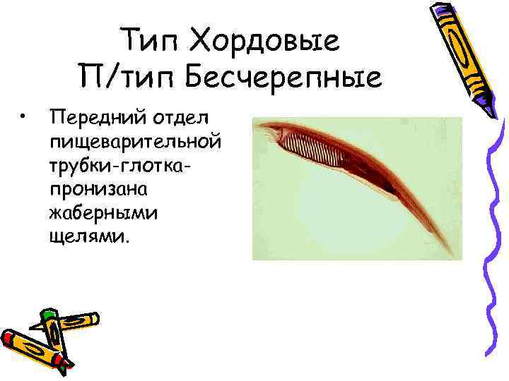 Тип Хордовые П/тип Бесчерепные • Передний отдел пищеварительной трубки-глоткапронизана жаберными щелями. 