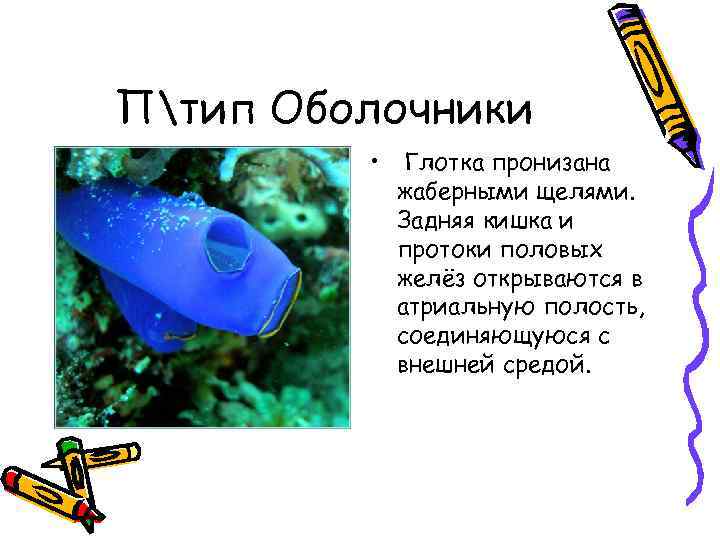 Птип Оболочники • Глотка пронизана жаберными щелями. Задняя кишка и протоки половых желёз открываются