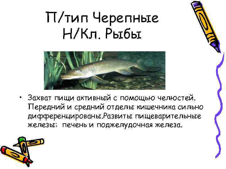 П/тип Черепные Н/Кл. Рыбы • Захват пищи активный с помощью челюстей. Передний и средний