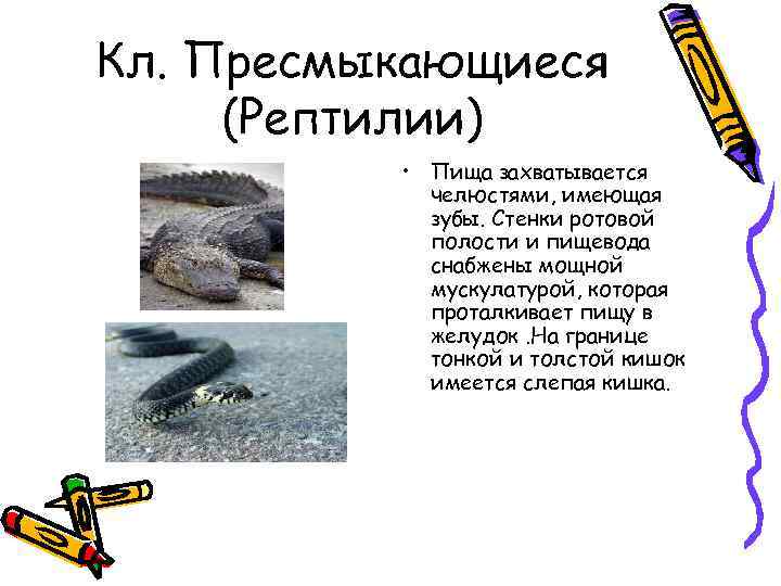 Кл. Пресмыкающиеся (Рептилии) • Пища захватывается челюстями, имеющая зубы. Стенки ротовой полости и пищевода
