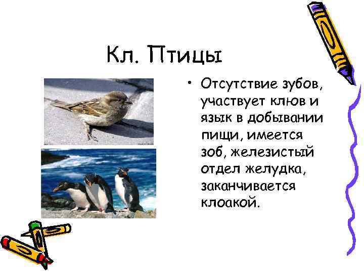 Кл. Птицы • Отсутствие зубов, участвует клюв и язык в добывании пищи, имеется зоб,