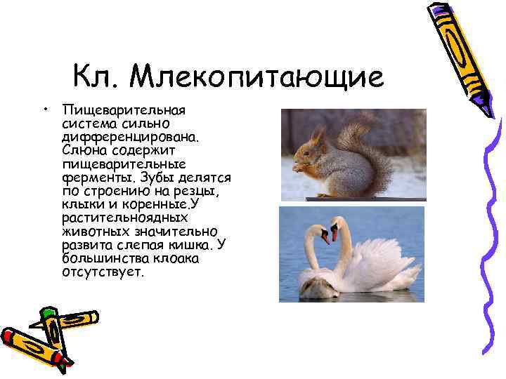 Кл. Млекопитающие • Пищеварительная система сильно дифференцирована. Слюна содержит пищеварительные ферменты. Зубы делятся по