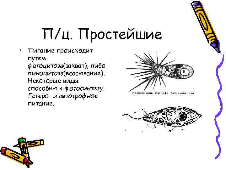П/ц. Простейшие • Питание происходит путём фагоцитоза(захват), либо пиноцитоза(всасывание). Некоторые виды способны к фотосинтезу.
