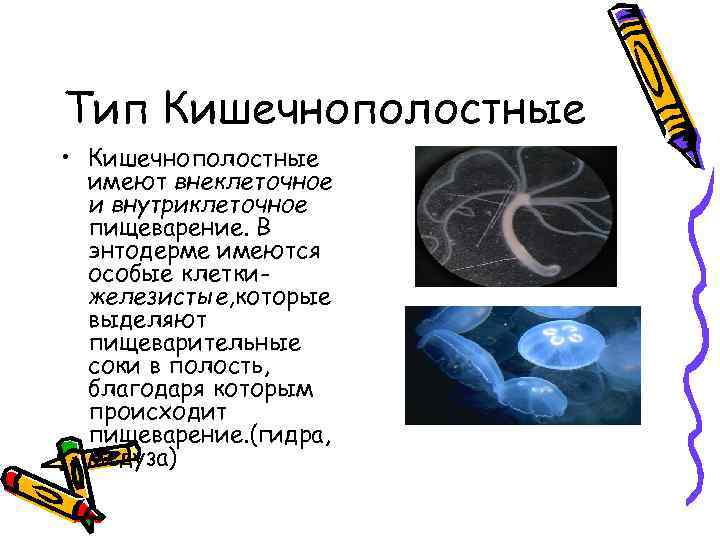 Тип Кишечнополостные • Кишечнополостные имеют внеклеточное и внутриклеточное пищеварение. В энтодерме имеются особые клеткижелезистые,